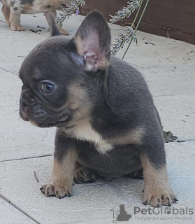 Additional photos: French bulldogs in exotic