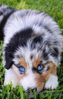 Photo №4. I will sell australian shepherd in the city of Vienna. private announcement, breeder - price - 723$