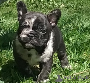 Photo №1. french bulldog - for sale in the city of Minsk | negotiated | Announcement № 101293