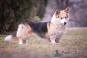 Additional photos: Corgi Welsh Pembroke