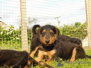Photo №1. airedale terrier - for sale in the city of Гамбург | 473$ | Announcement № 18606