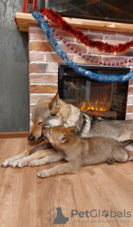 Photo №3. Czechoslovakian Wolfdog. Puppies.. Russian Federation