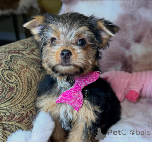 Photo №2 to announcement № 172896 for the sale of yorkshire terrier - buy in Germany breeder