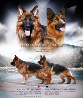 Photo №1. german shepherd - for sale in the city of Москва | Negotiated | Announcement № 5727
