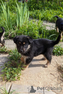 Photo №2 to announcement № 102260 for the sale of non-pedigree dogs - buy in Russian Federation private announcement