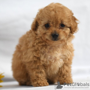 Photo №1. poodle (dwarf) - for sale in the city of New York | 3100$ | Announcement № 45811