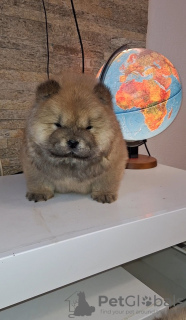 Photo №2 to announcement № 127540 for the sale of chow chow - buy in Serbia breeder