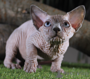Photo №1. sphynx-katze - for sale in the city of Kharkov | 2500$ | Announcement № 11053