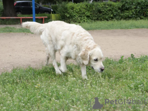 Photo №3. golden retriever puppies. Russian Federation