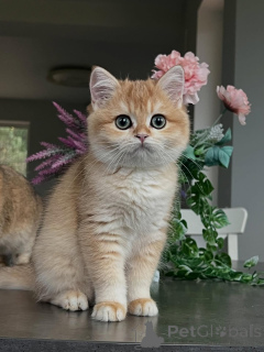 Photo №3. Meet Oliver a little gentleman with the softest fur and the calmest heart.. Iceland