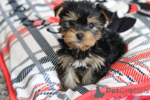 Photo №1. beaver yorkshire terrier - for sale in the city of Tennessee City | 750$ | Announcement № 166542