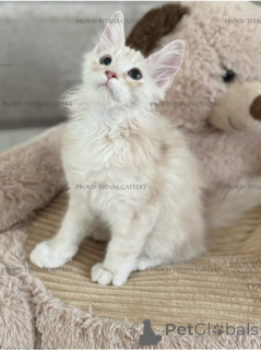 Photo №3. Maine Kun, Boy 3 months. United Arab Emirates