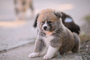 Photo №4. I will sell akita in the city of Kruševac. breeder - price - negotiated