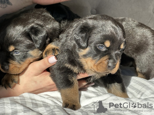 Photo №1. rottweiler - for sale in the city of Crewe | 2747$ | Announcement № 96416