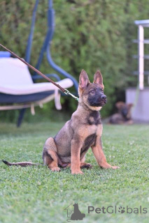 Photo №3. German Shepherd puppies. Europe