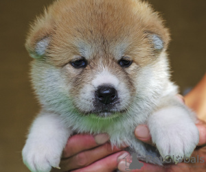 Photo №1. akita - for sale in the city of Kharkov | 450$ | Announcement № 7195