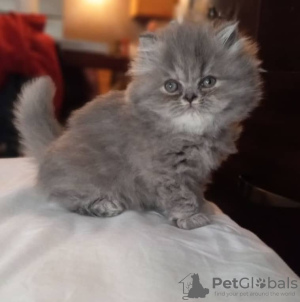 Photo №4. I will sell persian cat in the city of Toulouse. private announcement - price - 423$