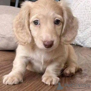 Photo №3. Dachshundvalper - Til salgs. Norway