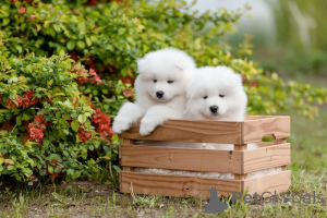 Photo №2 to announcement № 162913 for the sale of samoyed dog - buy in Lithuania 