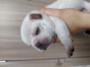 Photo №1. french bulldog - for sale in the city of Kiev | 1100$ | Announcement № 8136