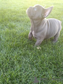 Photo №4. I will sell french bulldog in the city of Senta. breeder - price - negotiated