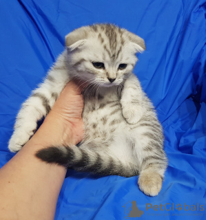 Photo №1. scottish fold - for sale in the city of Minsk | negotiated | Announcement № 43522