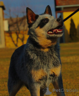 Photo №2 to announcement № 139615 for the sale of australian cattle dog - buy in Serbia breeder