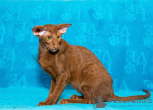 Photo №4. I will sell oriental shorthair in the city of Permian. from nursery - price - negotiated