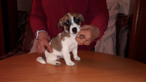 Photo №1. jack russell terrier - for sale in the city of St. Petersburg | 305$ | Announcement № 5674