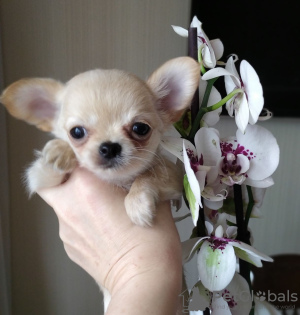 Photo №4. I will sell chihuahua in the city of New York. private announcement - price - 500$