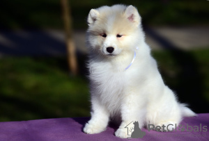 Photo №1. samoyed dog - for sale in the city of Москва | negotiated | Announcement № 19394