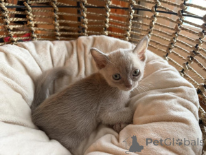Photo №1. burmese cat - for sale in the city of Hockenheim | 361$ | Announcement № 178572