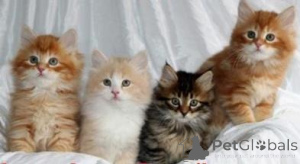Photo №1. siberian cat - for sale in the city of Helsinki | negotiated | Announcement № 174622