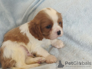 Photo №3. Cavalier king Charles Puppies.. Lithuania