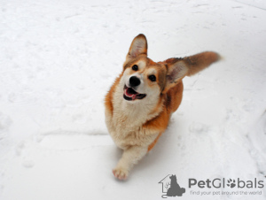 Photo №1. welsh corgi - for sale in the city of Mariupol | 586$ | Announcement № 93091