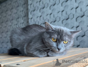 Photo №4. I will sell  in the city of Москва.  - price - Is free