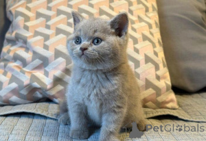 Photo №3. British Short hair Kittens (male and female). Belgium