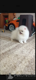 Photo №1. pomeranian - for sale in the city of Шверин | 380$ | Announcement № 124456