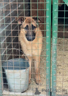 Photo №2 to announcement № 164580 for the sale of non-pedigree dogs - buy in Russian Federation private announcement