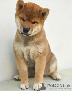 Photo №1. shiba inu - for sale in the city of Astrakhan | 1000$ | Announcement № 19434