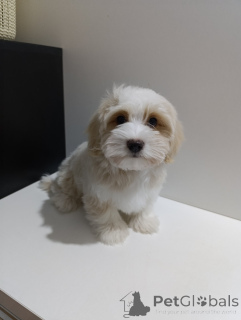 Photo №2 to announcement № 136068 for the sale of havanese dog - buy in Serbia breeder