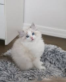 Photo №3. Kocięta rasy ragdoll dostępne na sprzedaż. Poland