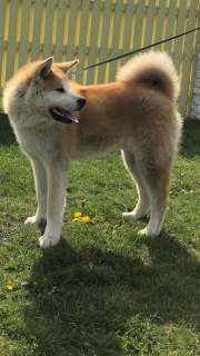 Photo №2 to announcement № 2582 for the sale of akita - buy in Lithuania breeder