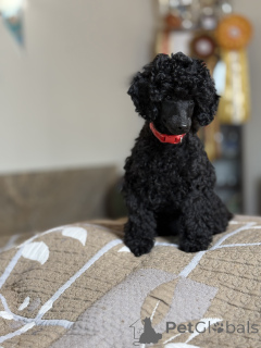 Photo №1. poodle (toy) - for sale in the city of Burgas | 3294$ | Announcement № 149387