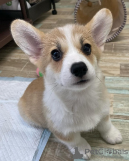 Photo №2 to announcement № 119694 for the sale of welsh corgi - buy in Lithuania 