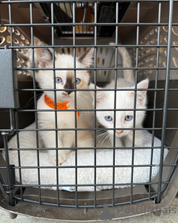 Photo №3. Beautiful Siamese Kittens. United States