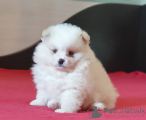 Photo №2 to announcement № 41592 for the sale of pomeranian - buy in Germany 