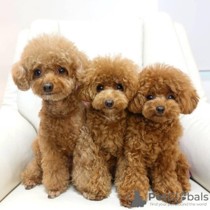 Photo №1. poodle (royal) - for sale in the city of Freiburg im Breisgau | 275$ | Announcement № 110861