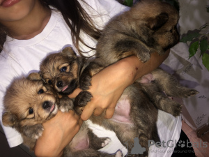 Photo №1.  - for sale in the city of Minsk | 400$ | Announcement № 23570