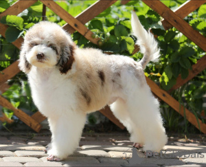 Photo №1. poodle (dwarf) - for sale in the city of Voronezh | negotiated | Announcement № 159012